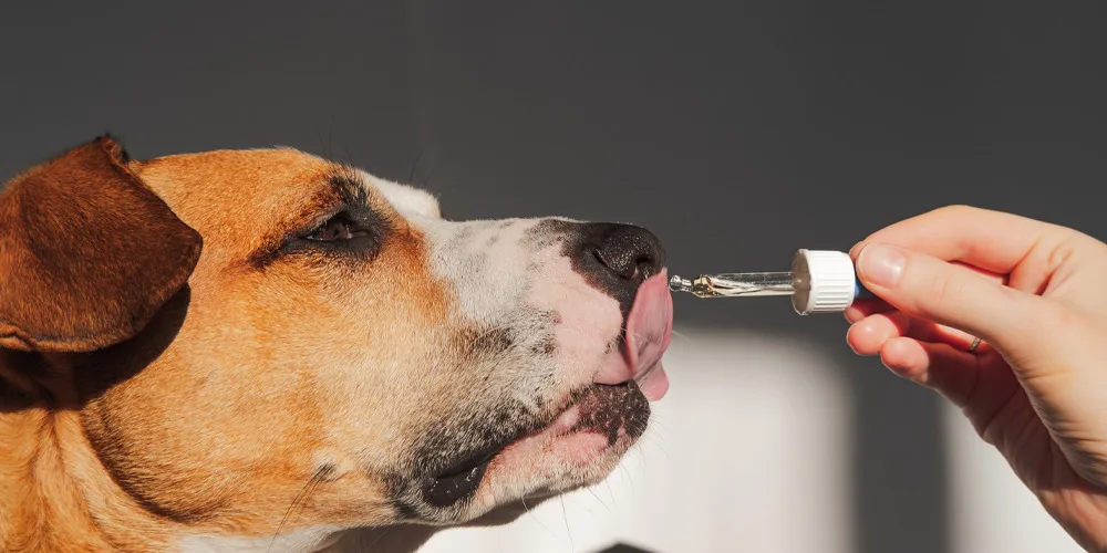 5 Surprising Ways CBD Can Enhance Your Pet’s Well-being