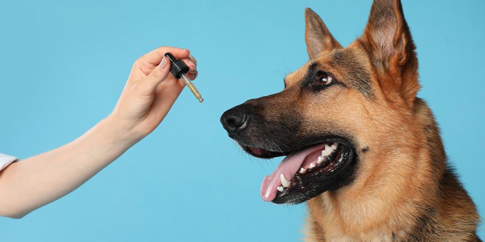 Exploring Local Options Finding CBD for Dogs Near You