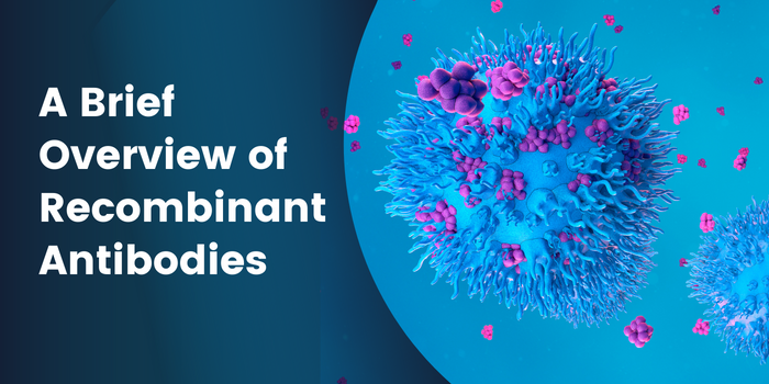 A Brief Overview of Recombinant Antibodies