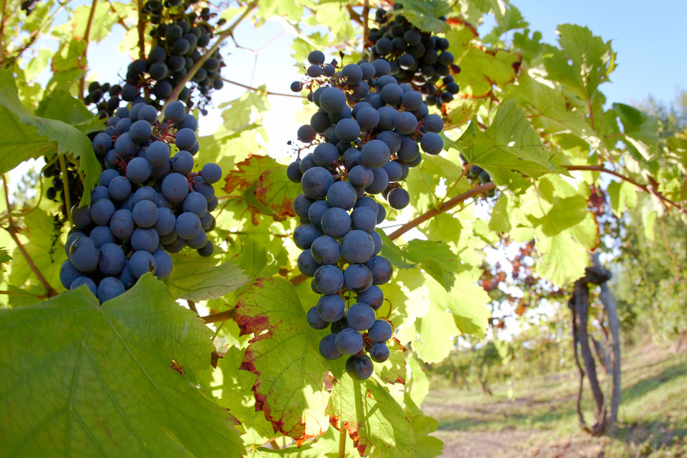 5 Most Popular Red Wine Grapes You Need to Know