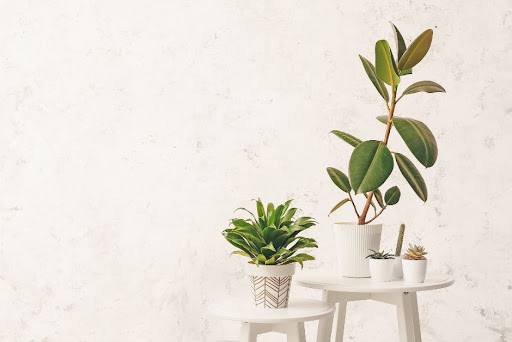 Tips for Successful Indoor Plant Care: A Comprehensive Guide