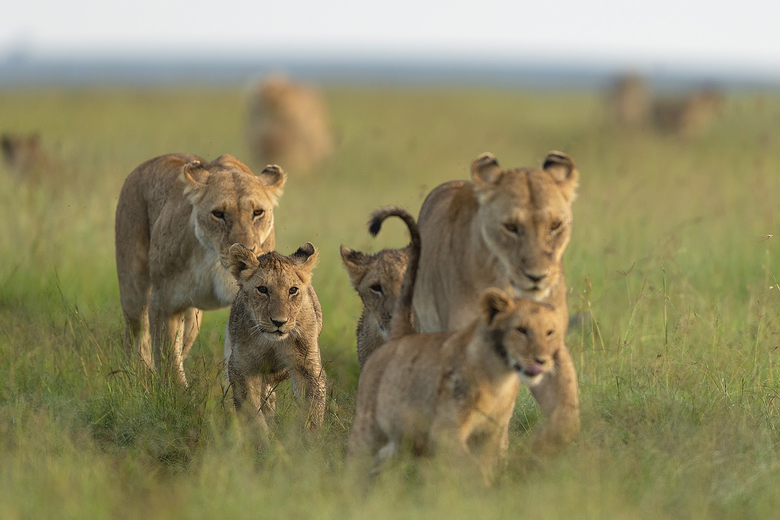 Discover the Majesty: A Wildlife Safari Experience Like No Other