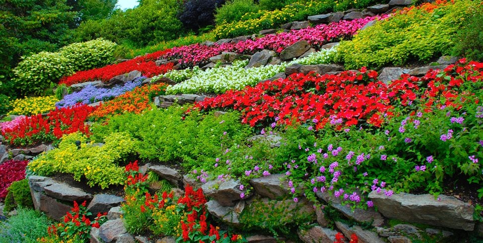 Growing A Colorful Garden— Steps To Take! 