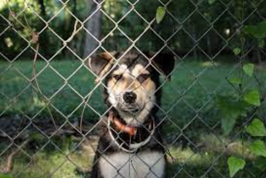 Is Your Dog’s Freedom Safe? How Can Dog Fencing Keep Them Secure?