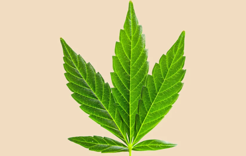 Understanding Cannabis Varieties: Indica, Sativa, and Hybrid