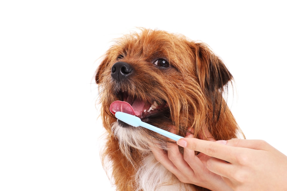 The Best Things for Cleaning Your Dog’s Teeth, According to Vets and Canine Experts  