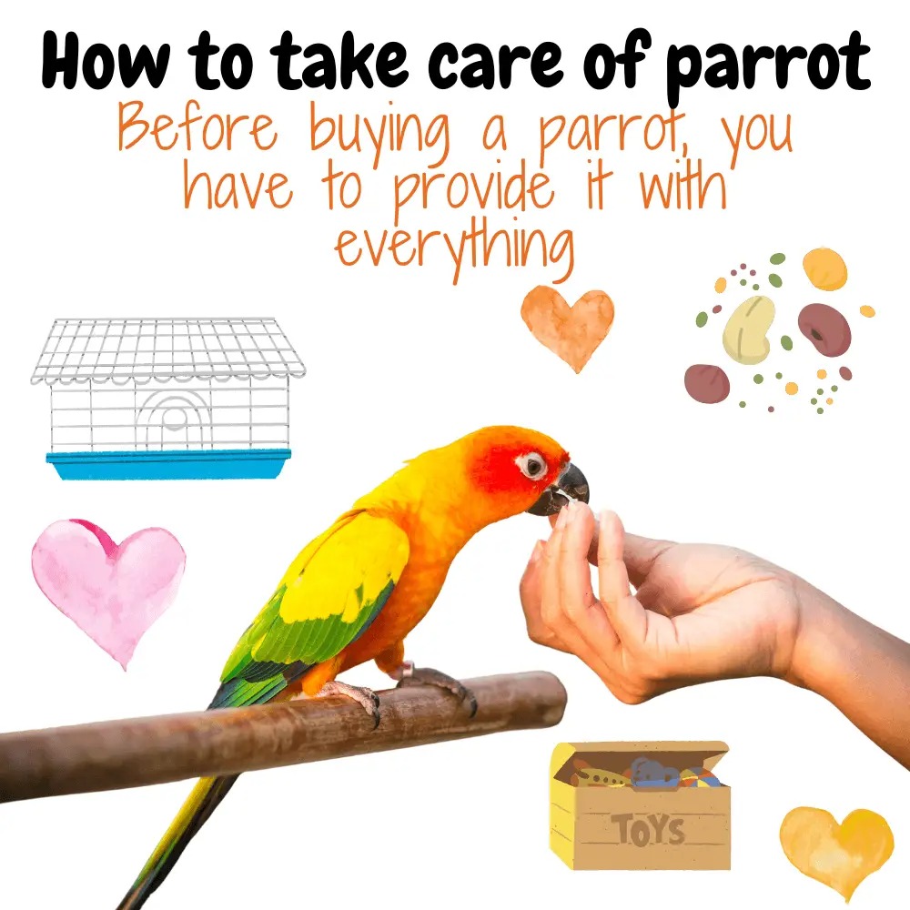 How To Take Care Of A Parrot
