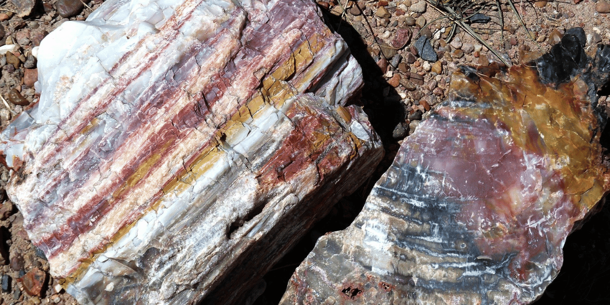 Petrified Wood: Meanings, Properties and Powers