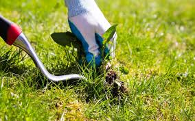 How To Reduce Weeds in Your Lawn