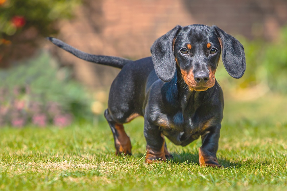 3 Ways to Identify a Dachshund