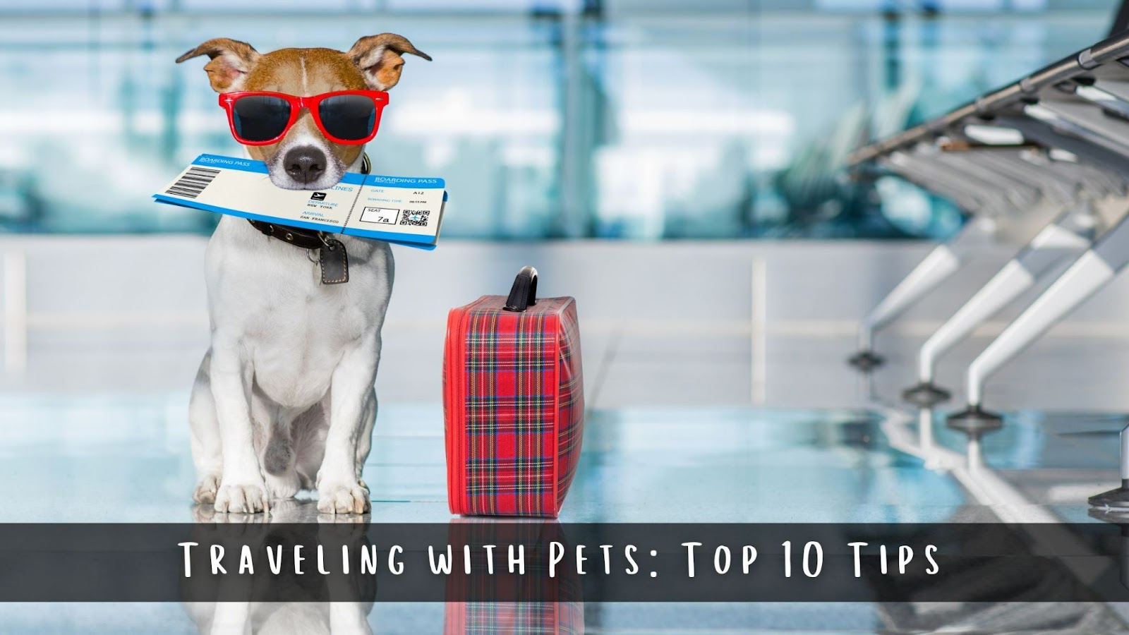 Traveling with Pets: Top 10 Tips