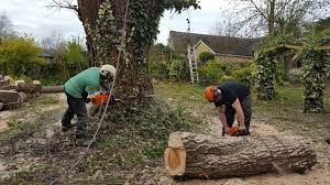 The Ultimate Guide to Tree Surgery: Choosing the Right Tree Surgeon in Leicester, Woodhouse Eves, and Coalville