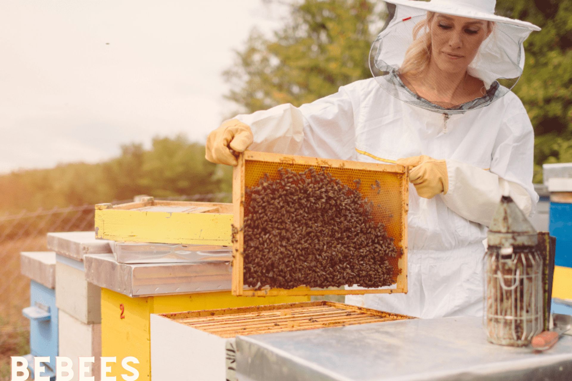 Wear with Care: The Essential Beekeepers Suit Handbook