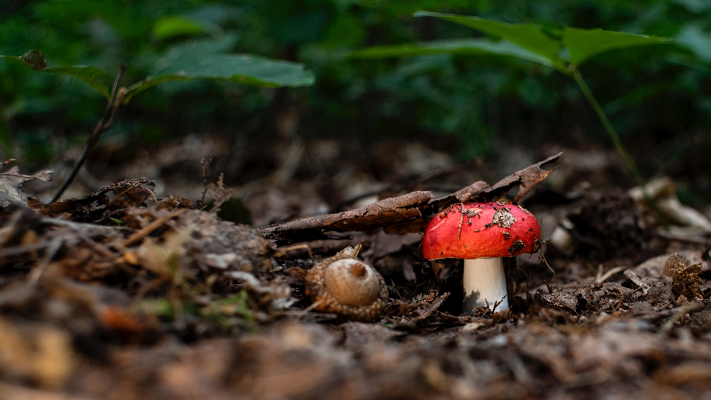 Natural Relaxation: How Amanita Mushrooms Can Enhance Your Wellness Routine