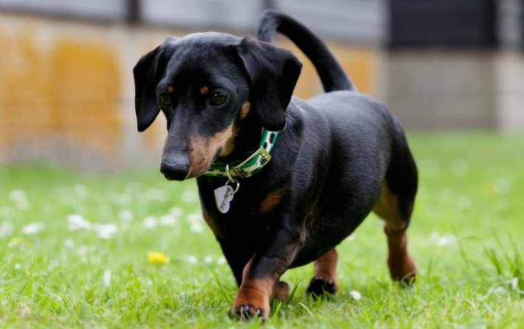 Dachshund Cost: A Detailed Explanation Guide