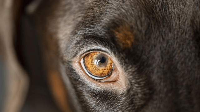 What Can Be The Effective Treatment For Dog Eye Styes