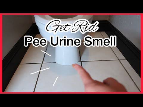 How to Properly Clean Pee on the Bathroom Floor