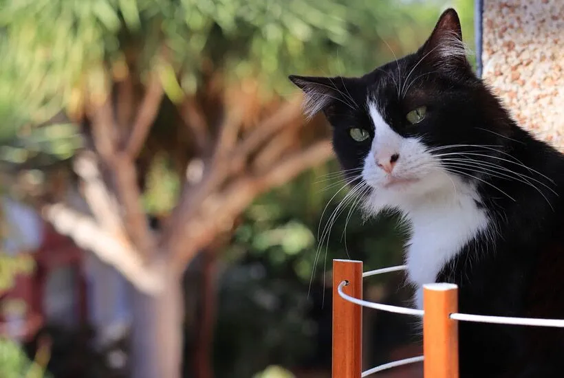 A Comprehensive Guide to Protecting and Keeping Cats off Your Railing