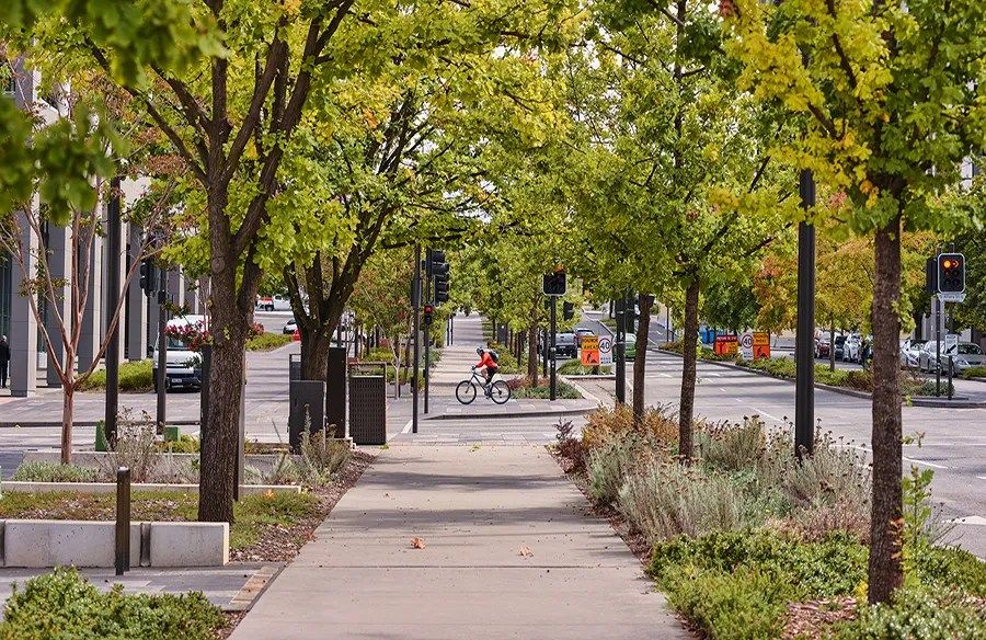 Seven Transformative Benefits of Urban Forestry - Stonesmentor