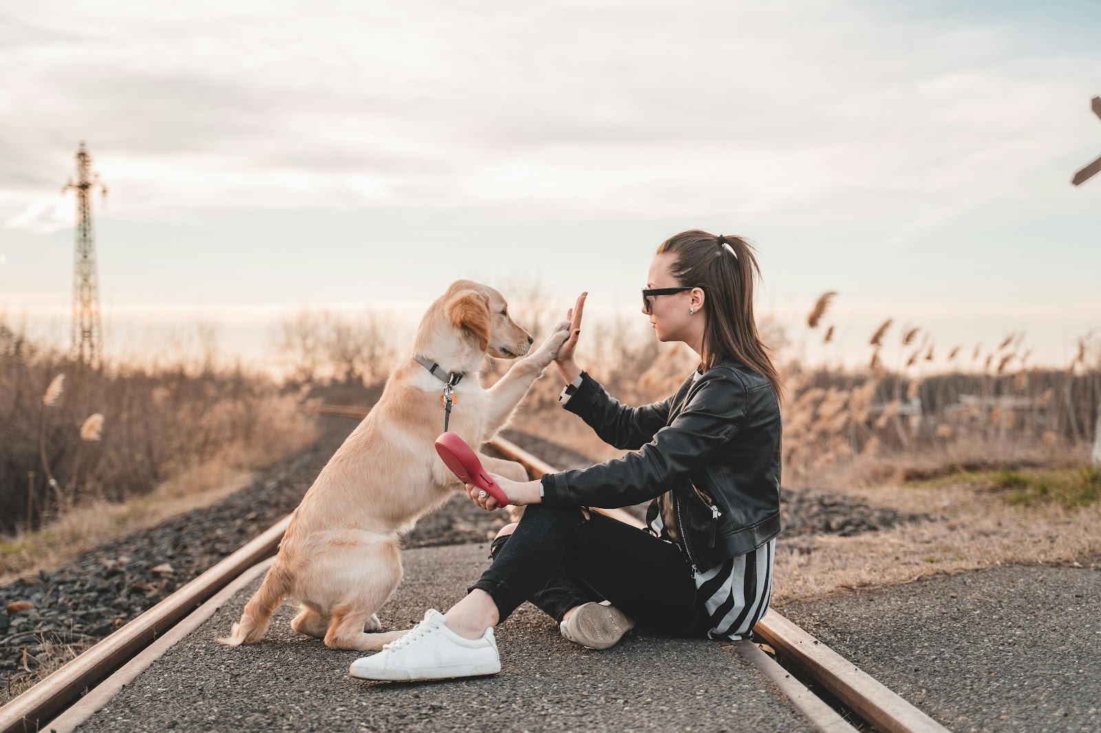 Things to Consider When Choosing the Best Dog Trainer You Need to Know