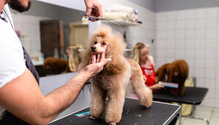 Paws and Clicks: Exploring the Digital Revolution in Dog Grooming with Online Courses