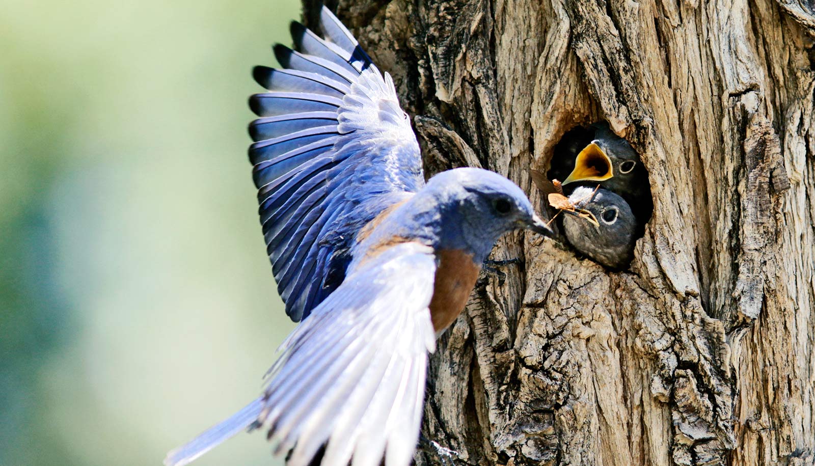 How Noise from Nesting Birds Can Affect Your Well-being