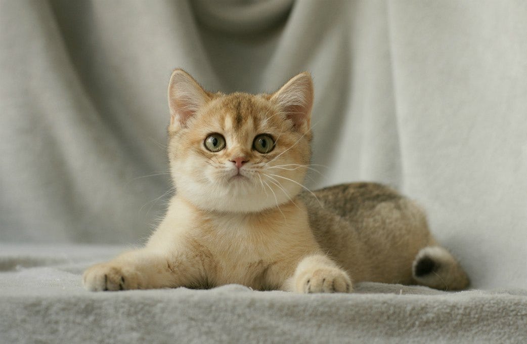 Unveiling the charm of british kittens