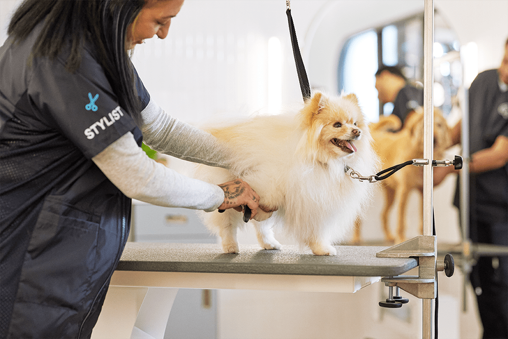 What Is Involved in a Dog Grooming Service?