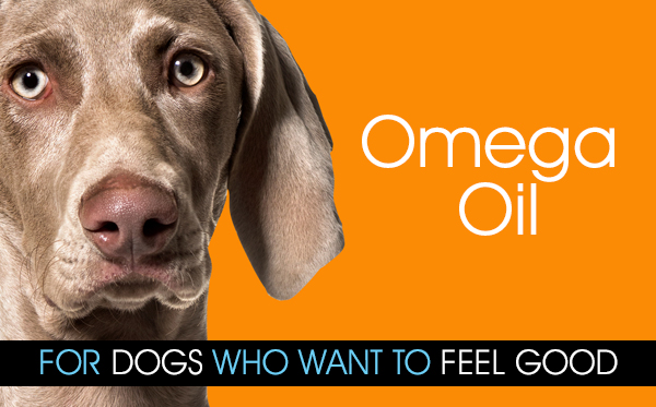 The Importance Of Omega-3 And Omega-6 Fatty Acids In Dog Food