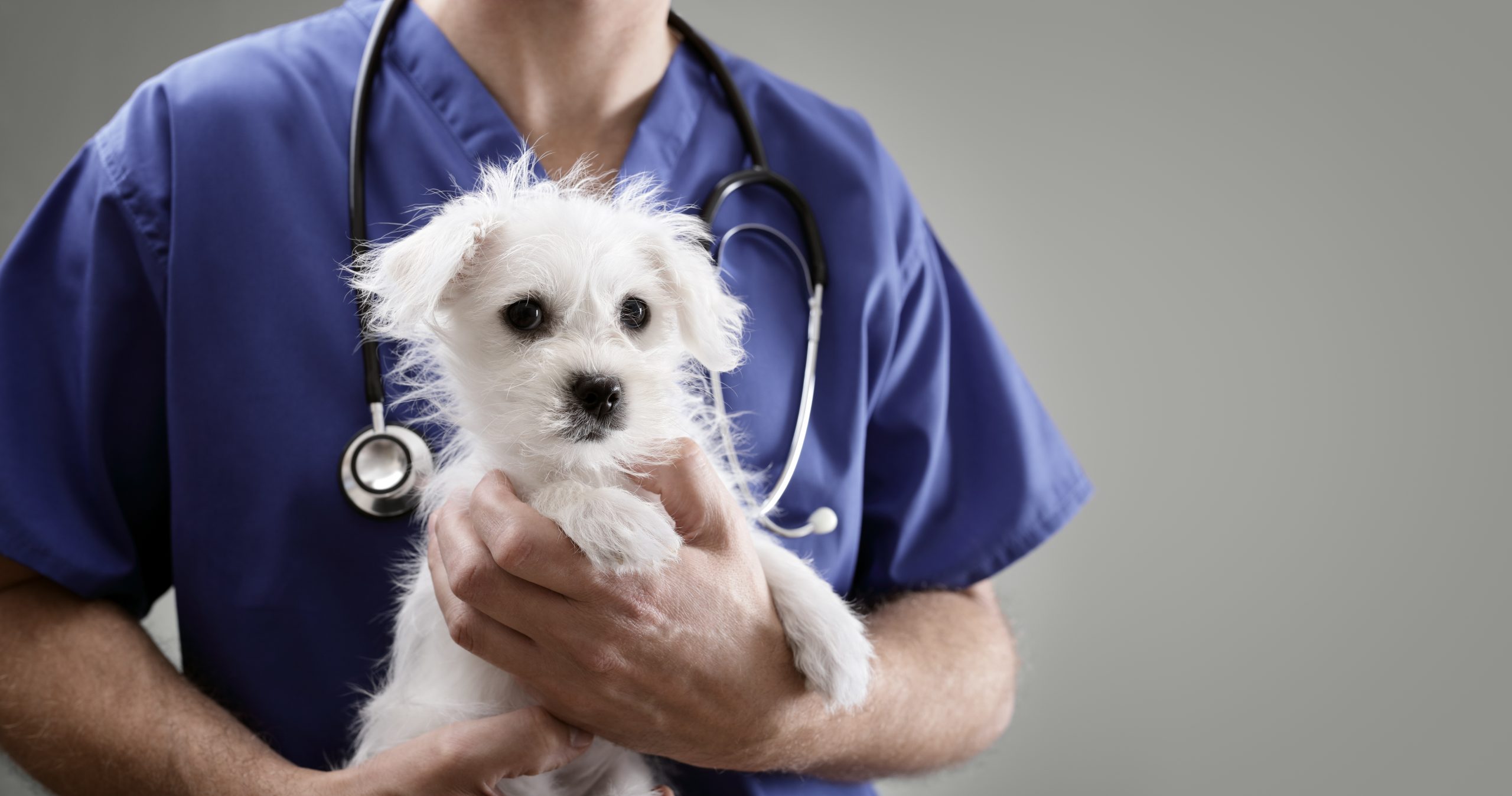 7 Things To Know About Disability Insurance for Veterinarians