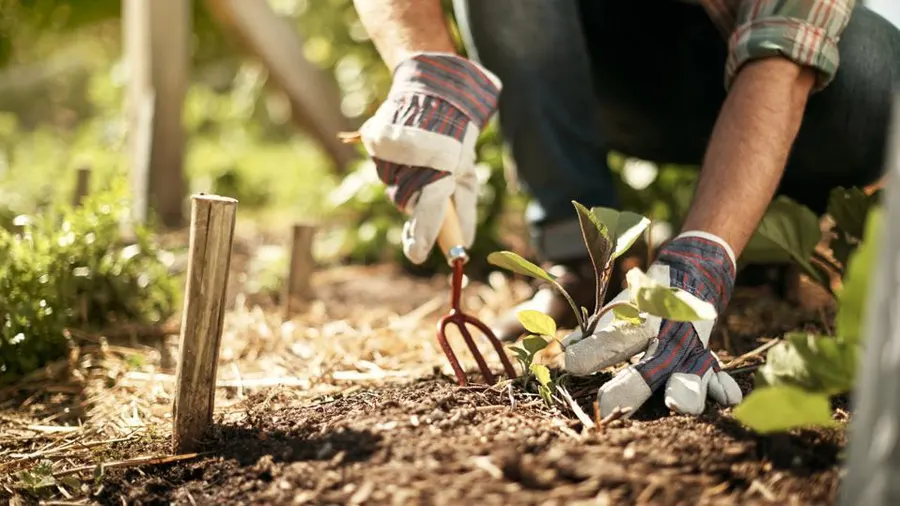 The Ultimate Guide to Choosing the Best Tools for Your Home Garden