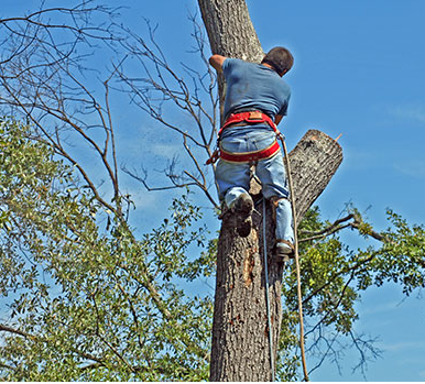 Understanding Tree Trimming Techniques: Tailoring Methods to Different Tree Types