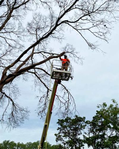 Tree Trimming for Storm Preparedness and Hazard Mitigation