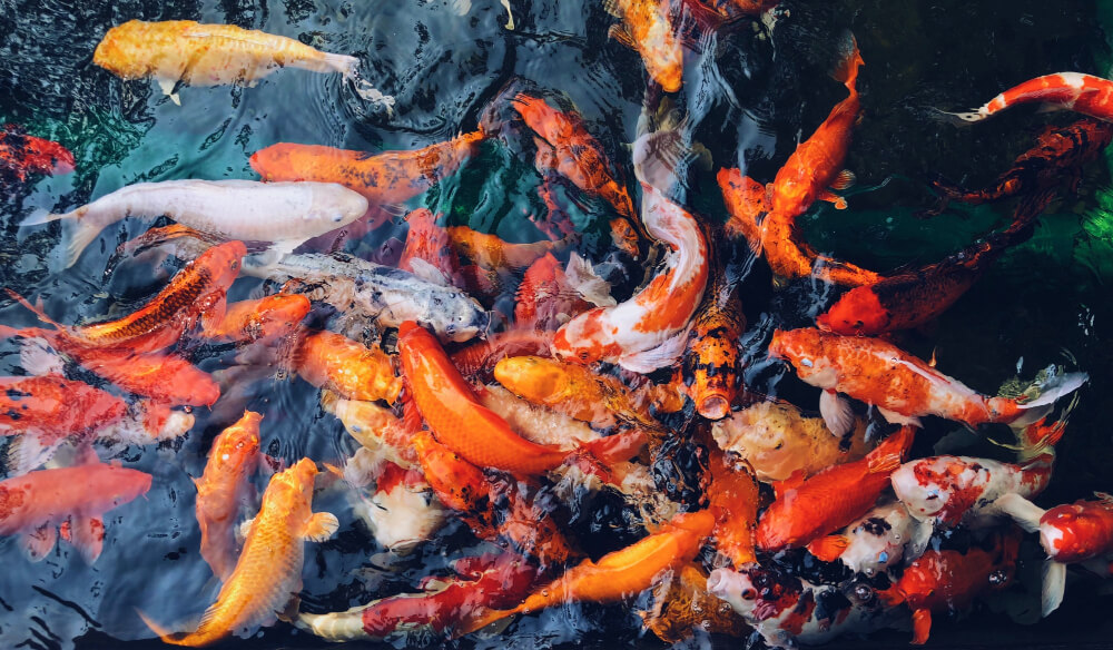 Advanced Tips for Koi Breeding