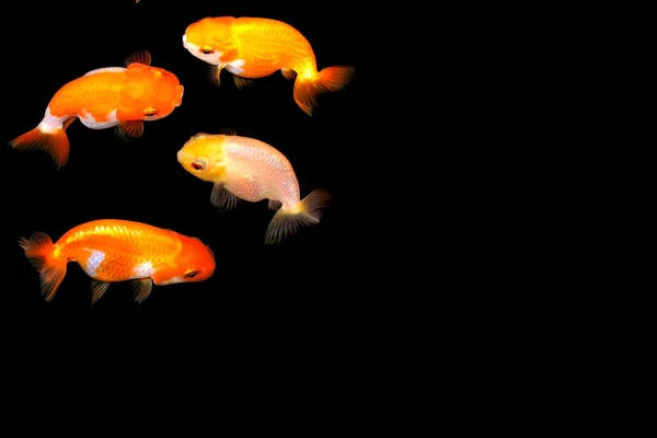 Exploring Different Types of Goldfish: A Comprehensive Guide to Goldfish Varieties