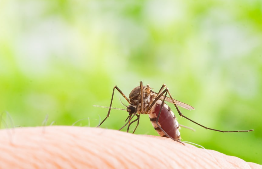 Factors to Consider When Opting for Mosquito Treatments for Your Yard