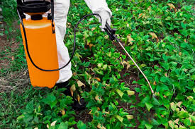 The Essential Guide to Effective Weed Control in Your Lawn