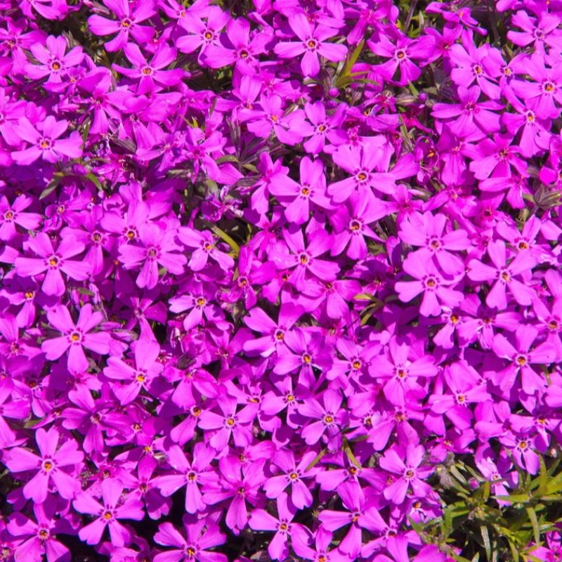 Unlocking the Power of Creeping Phlox: A Vibrant Groundcover for Effortless Beauty