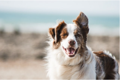 10 Things to Know About Your Border Collie