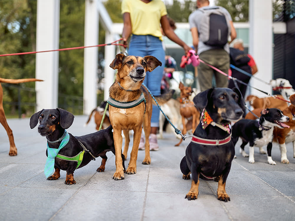 Snouters: Your Trusted Dog Walking Service in Bangalore