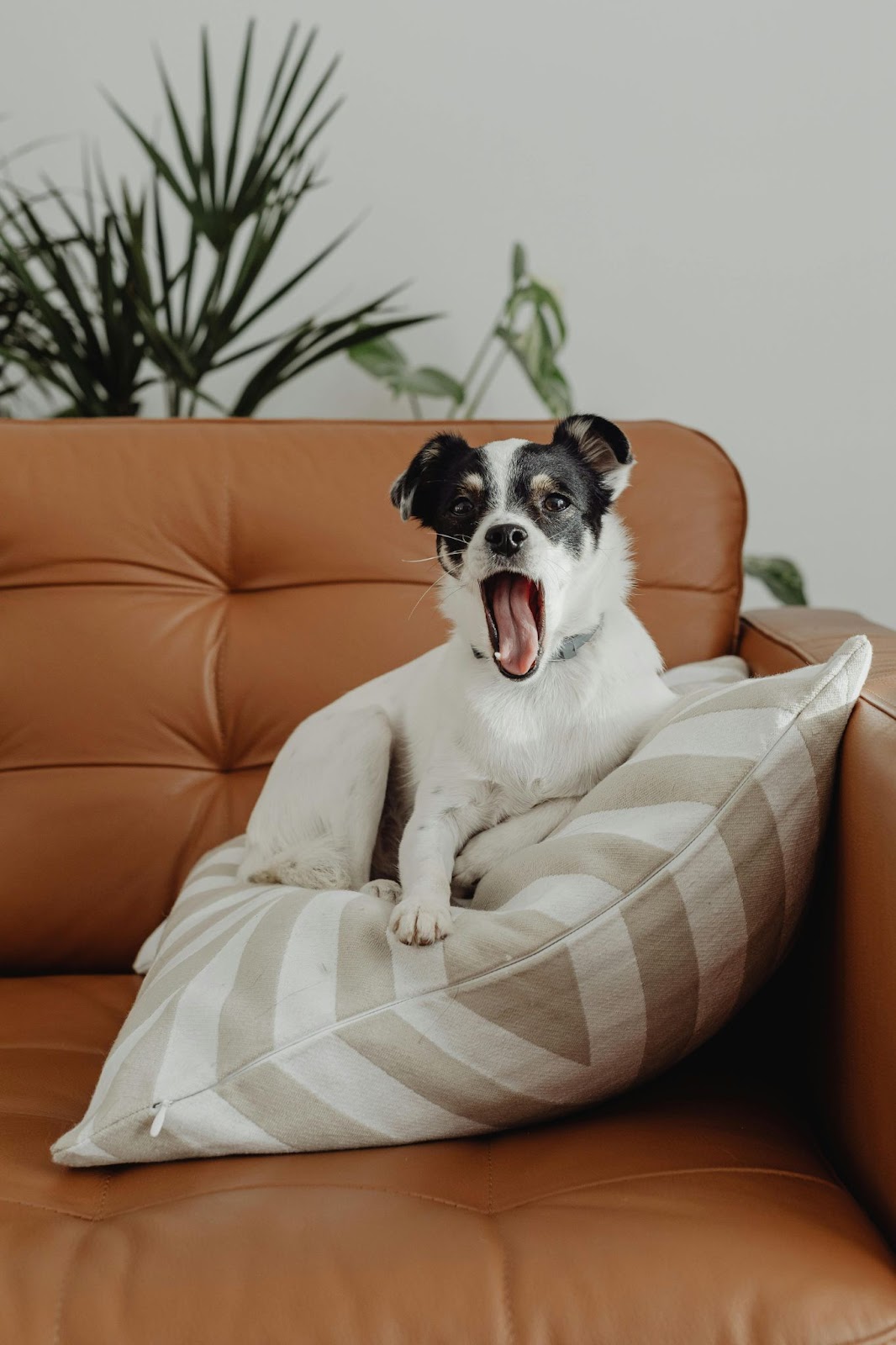 Dealing with Dog Barking, Jumping, and Chewing