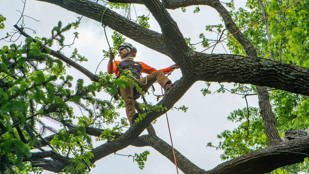 5 Signs That You Need to Straight Away Remove Your Tree - Stonesmentor