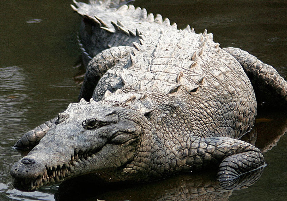 Understanding Crocodile Habitats Through Conservation and Adventure in Costa Rica