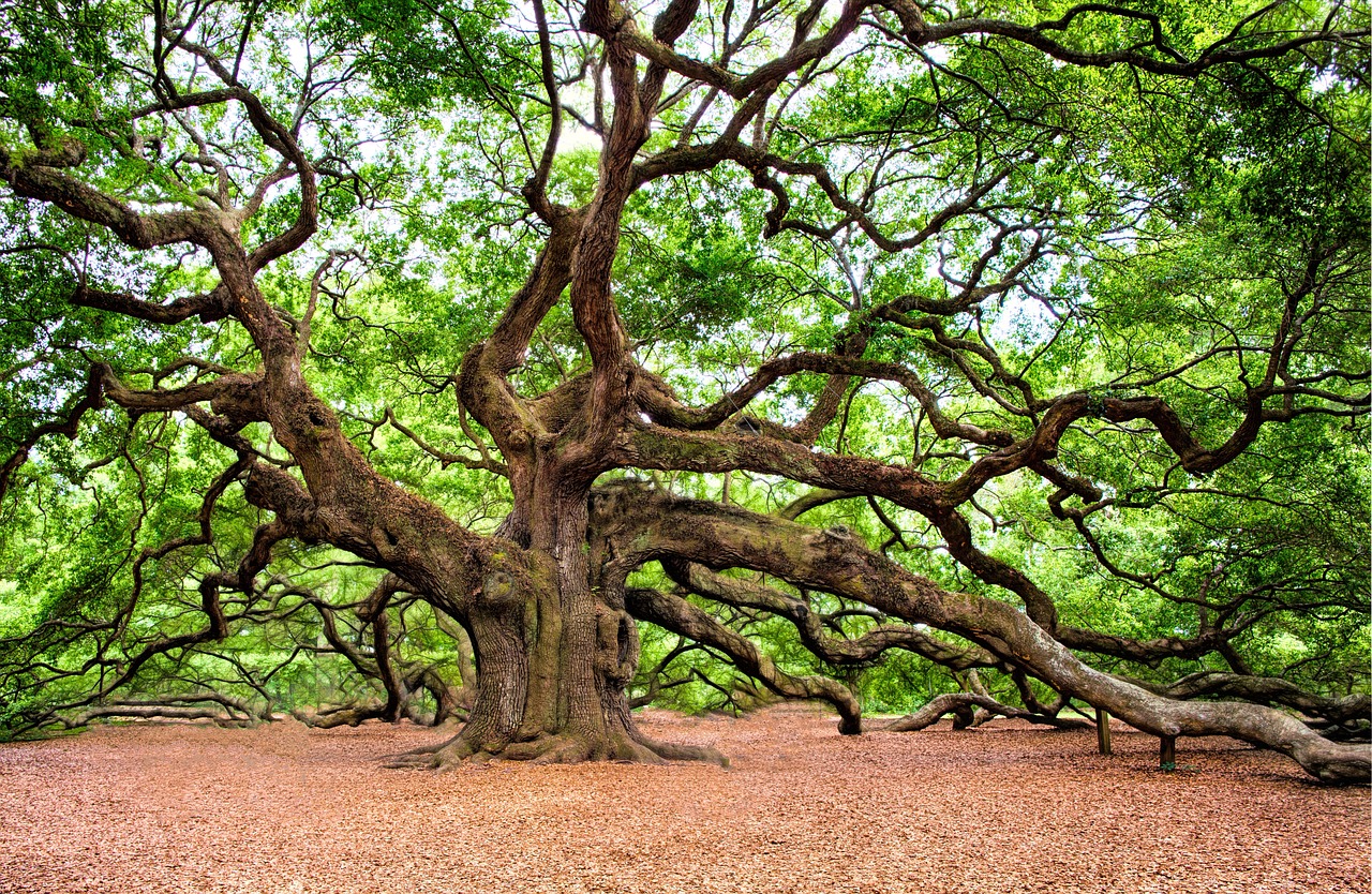 Comprehensive Tree Care Services: Maintaining Tree Health and Vitality