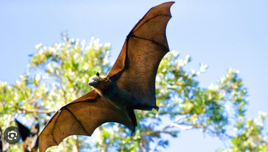 Effective Strategies for Bat Control in Your Home