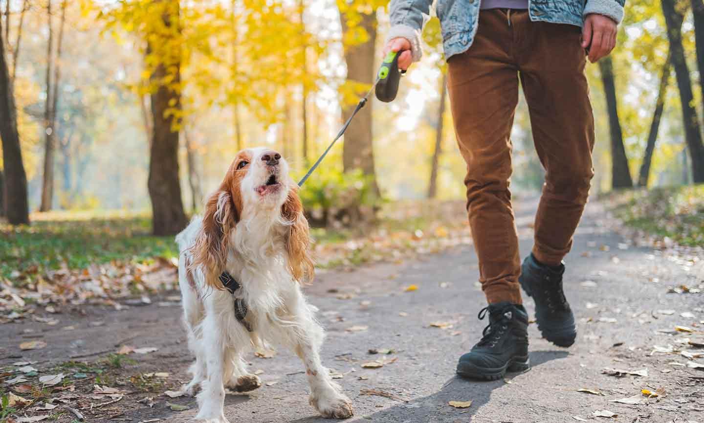 Finding Training Solutions for Reactive Dogs In Wesley Chapel