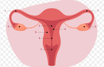 5 Fibroid Treatment Techniques Explained