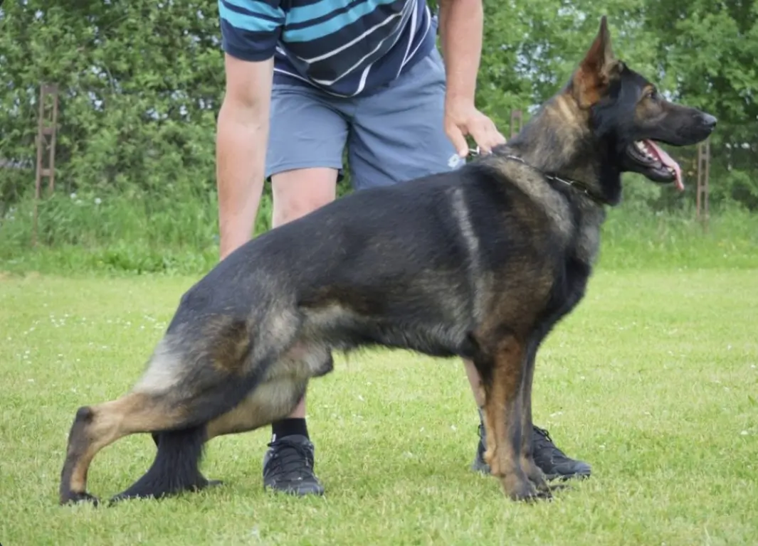 Czech Working Line German Shepherd Breeders