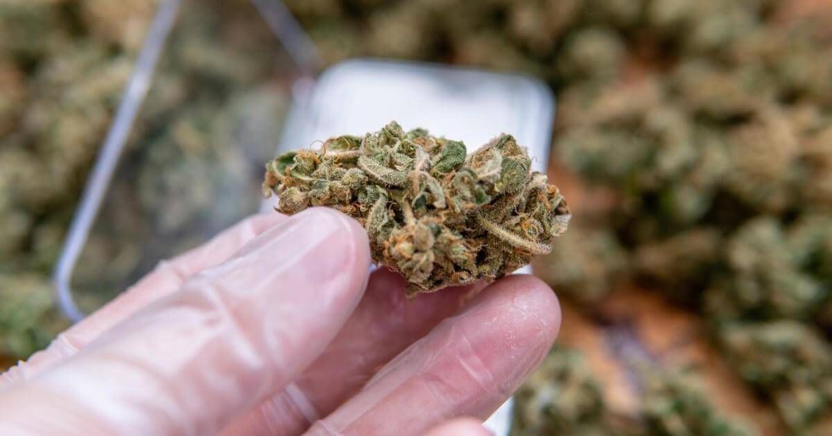 Why Do All Cannabis Users Love the Lemon Cherry Gelato Strain?