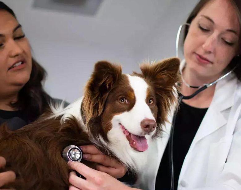 A Pawsitive Choice: How to Find the Best Veterinary Care for Your Furry Friend